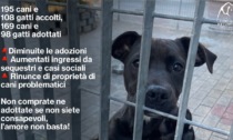 Il bilancio del canile rifugio di Segrate: 169 cani e 98 gatti in adozione