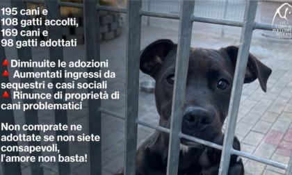 Il bilancio del canile rifugio di Segrate: 169 cani e 98 gatti in adozione