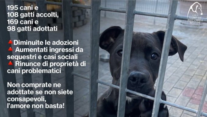 Il bilancio del canile rifugio di Segrate: 169 cani e 98 gatti in adozione
