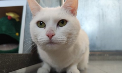 Gatto abbandonato nel trasportino e calato nel rifugio Enpa con una corda