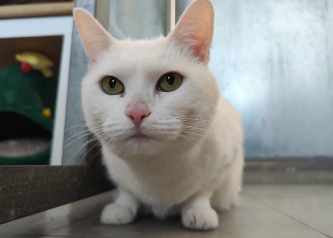 Gatto abbandonato nel trasportino e calato nel rifugio Enpa con una corda