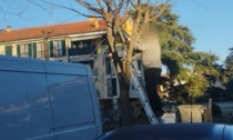 Fa legna tagliando un albero comunale: denunciato un anziano