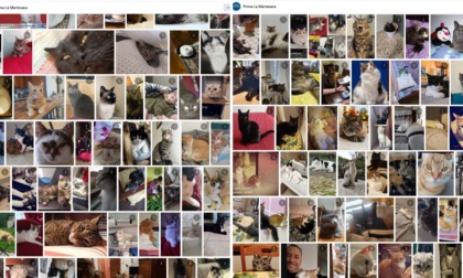 Giornata nazionale del gatto: ecco a voi gli album con oltre 550 mici tutti da coccolare!