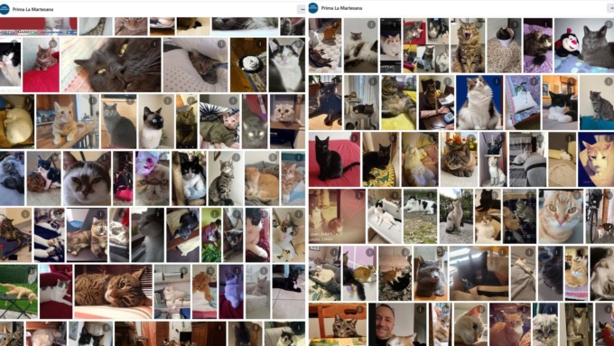 Giornata nazionale del gatto: ecco a voi gli album con oltre 550 mici tutti da coccolare!