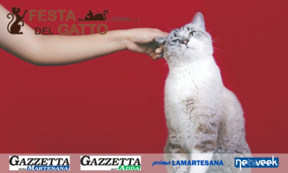 Giornata nazionale del gatto: abbiamo già superato quota 300 foto!