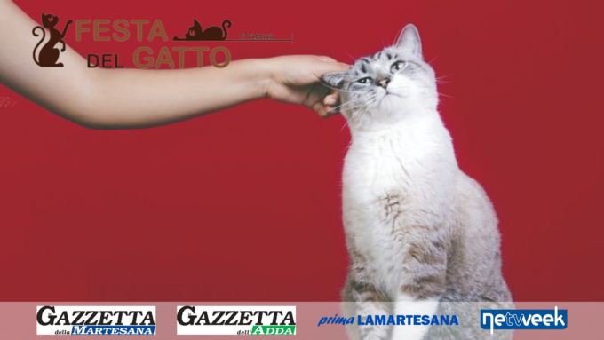Giornata nazionale del gatto: abbiamo già superato quota 300 foto!