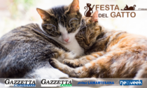 Per la Giornata nazionale del gatto inviateci le foto dei vostri amati micetti!