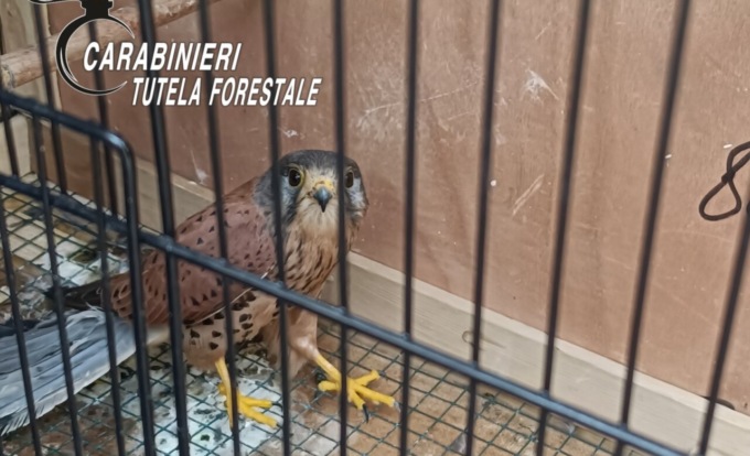 Teneva un gheppio chiuso in gabbia: denunciato per furto venatorio