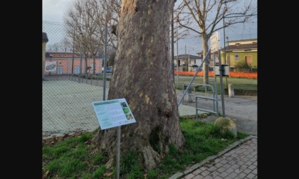 Il platano secolare che svetta in paese è ufficialmente monumento nazionale