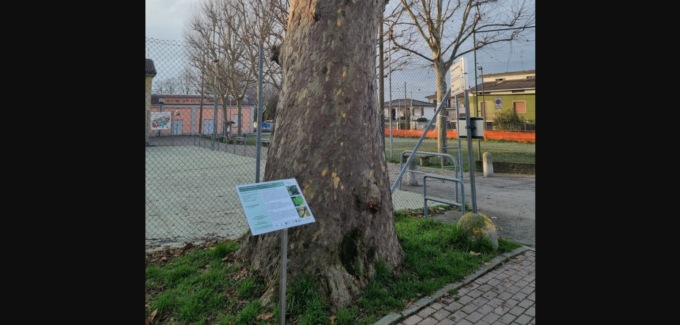 Il platano secolare che svetta in paese è ufficialmente monumento nazionale