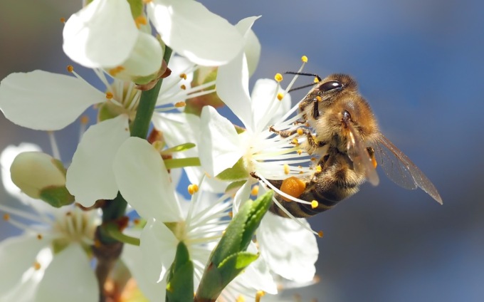 Conoscere la natura che ci circonda in tre incontri in biblioteca a Cernusco sul Naviglio