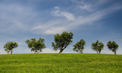 100 nuovi alberi in arrivo al Giardino del Respiro di Segrate