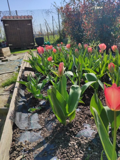 Nell’orto della scuola elementare sbocciano la primavera e i tulipani