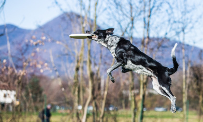 Grave infortunio lanciando il frisbee al cane