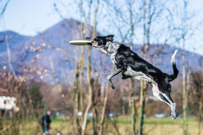 Grave infortunio lanciando il frisbee al cane