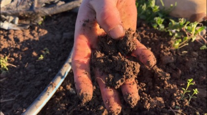 Facciamo un bellissimo orto casalingo rispettando la stagionalità dei prodotti