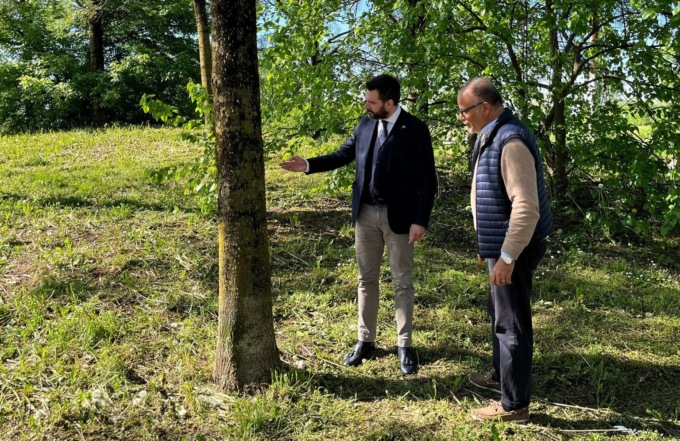 Le larve “invadono” gli alberi a Pessano con Bornago: al via la disinfestazione