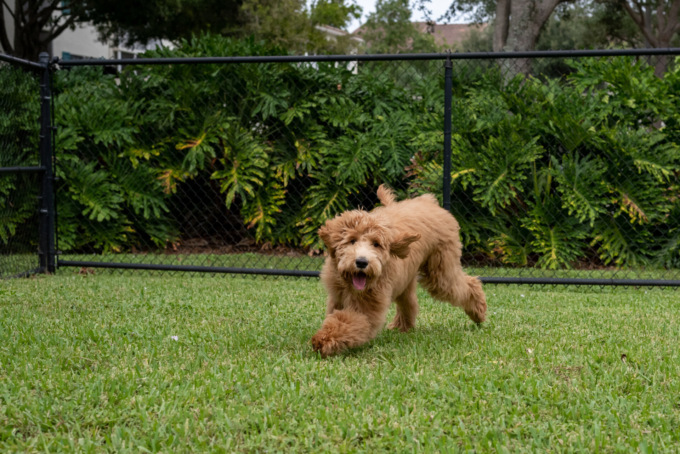 Come realizzare un recinto per cani: guida completa