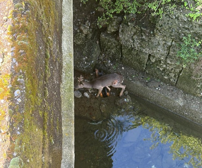 Avvistato un cucciolo di capriolo nel Naviglio a Gorgonzola