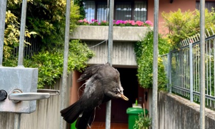 Una cornacchia morta appesa sul cancello di casa del sindaco