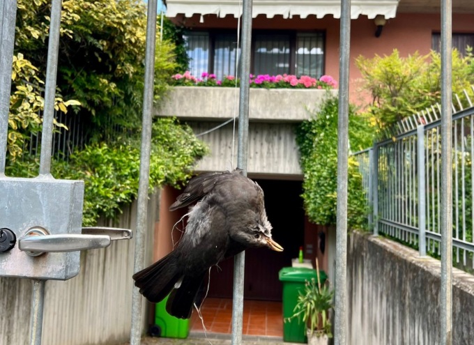 Una cornacchia morta appesa sul cancello di casa del sindaco