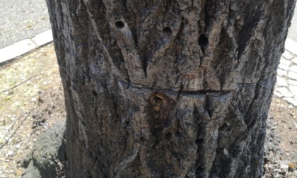 Misterioso "trapanatore" di alberi in azione