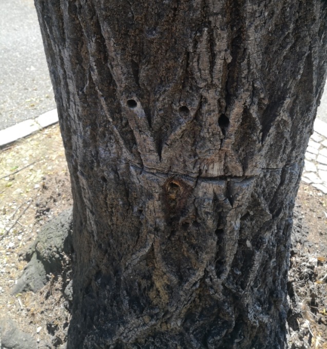 Misterioso “trapanatore” di alberi in azione