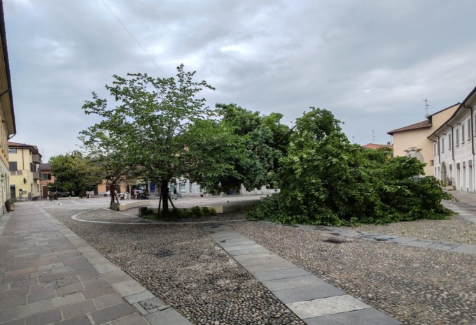Il nubifragio danneggia lo storico gelso di Cernusco sul Naviglio
