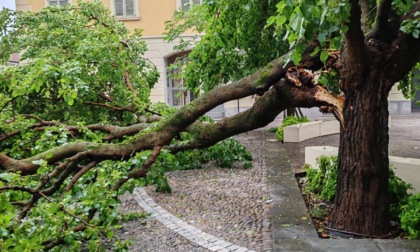 Il gelso di piazza Matteotti a Cernusco sul Naviglio sarà abbattuto
