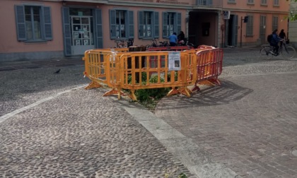 "Guerra" elettorale sul gelso abbattuto di Cernusco sul Naviglio
