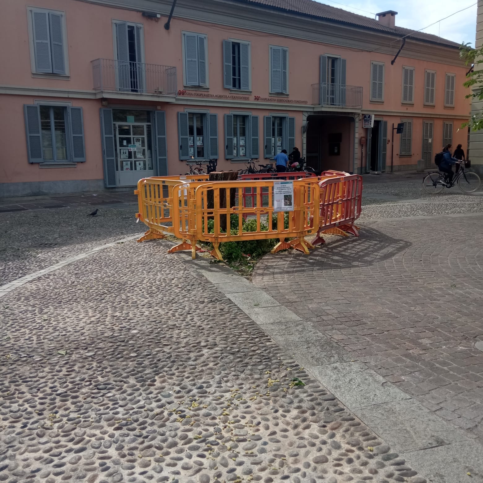gelso abbattuto cernusco