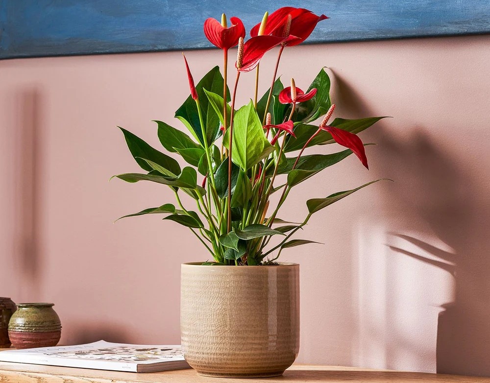 anthurium-e1747637931169