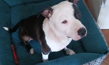 Cane scappa per i botti e muore investito da un'auto pirata