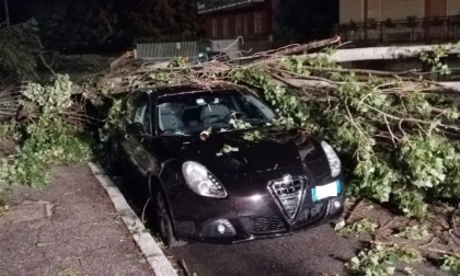 Auto distrutta dal crollo di un albero: il Comune paga i danni