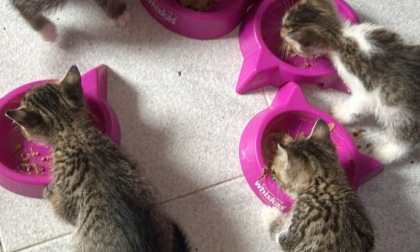 Colonie feline, un sostegno ai Comuni e ai volontari che le gestiscono