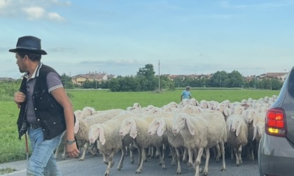 Invasione di pecore in paese: traffico paralizzato e automobilisti... senza parole