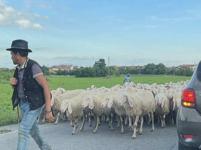Invasione di pecore in paese: traffico paralizzato e automobilisti… senza parole