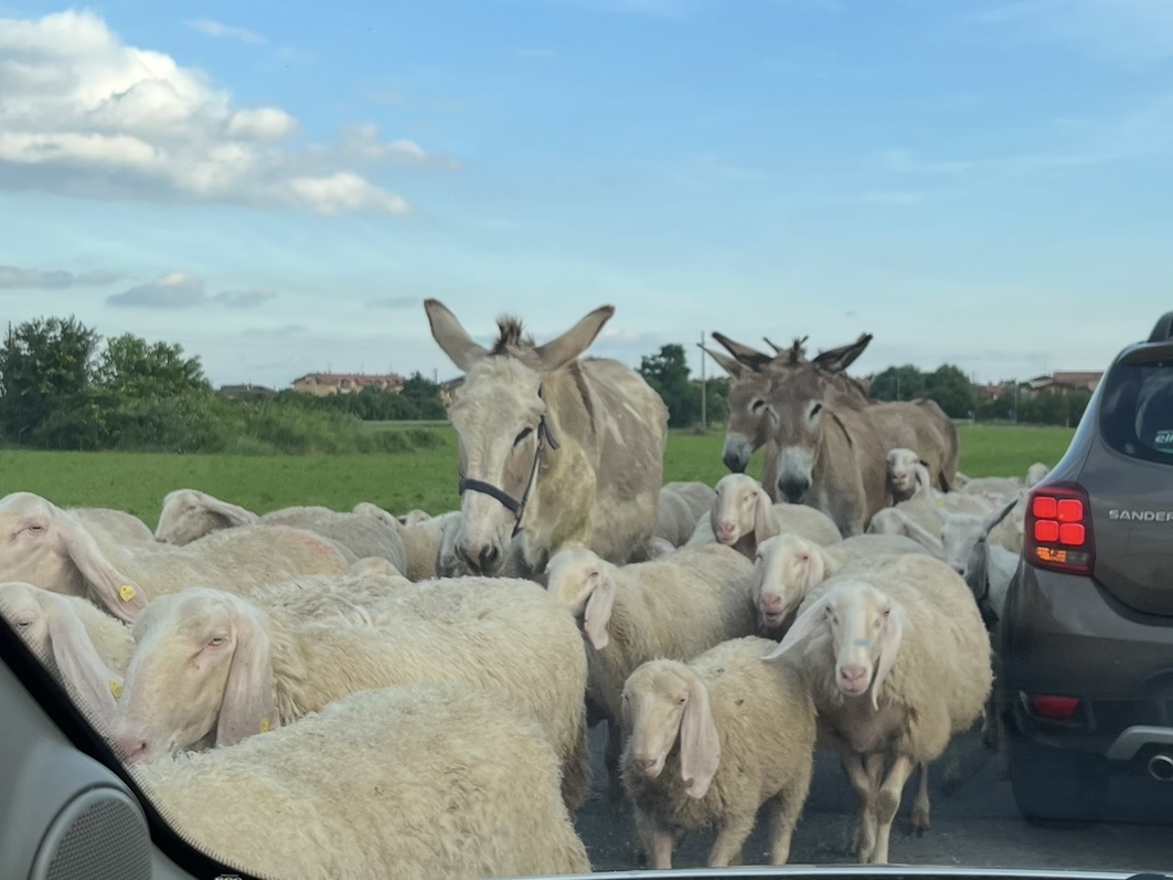 pecore in strada pozzo d'adda