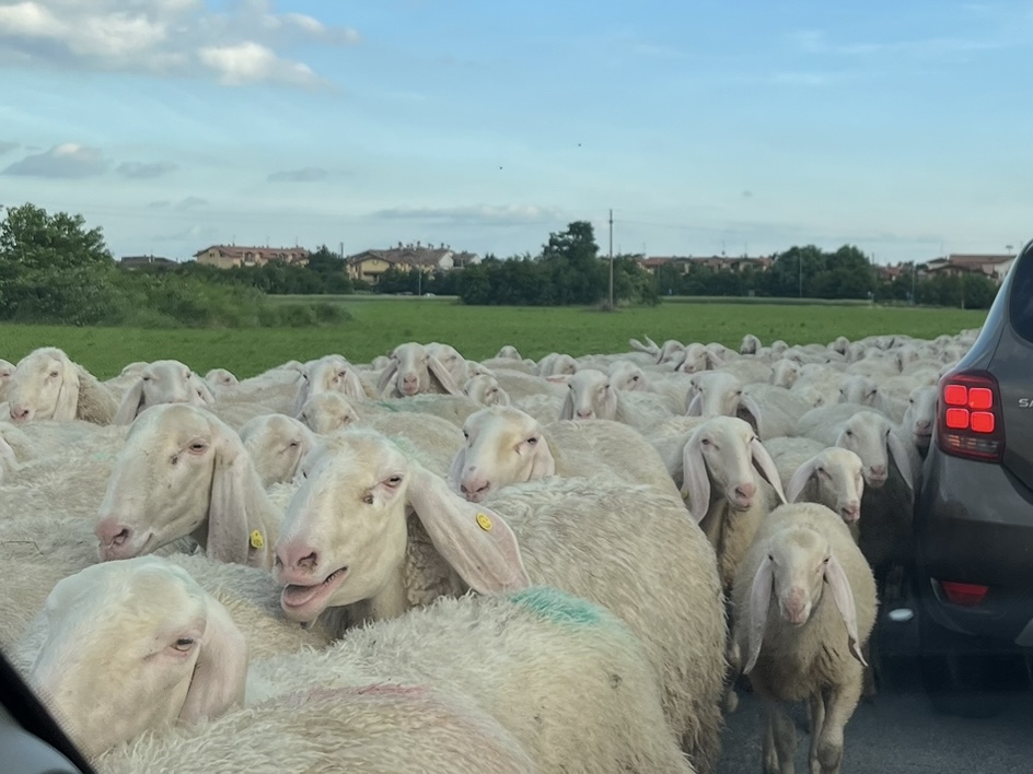 pecore in strada pozzo d'adda