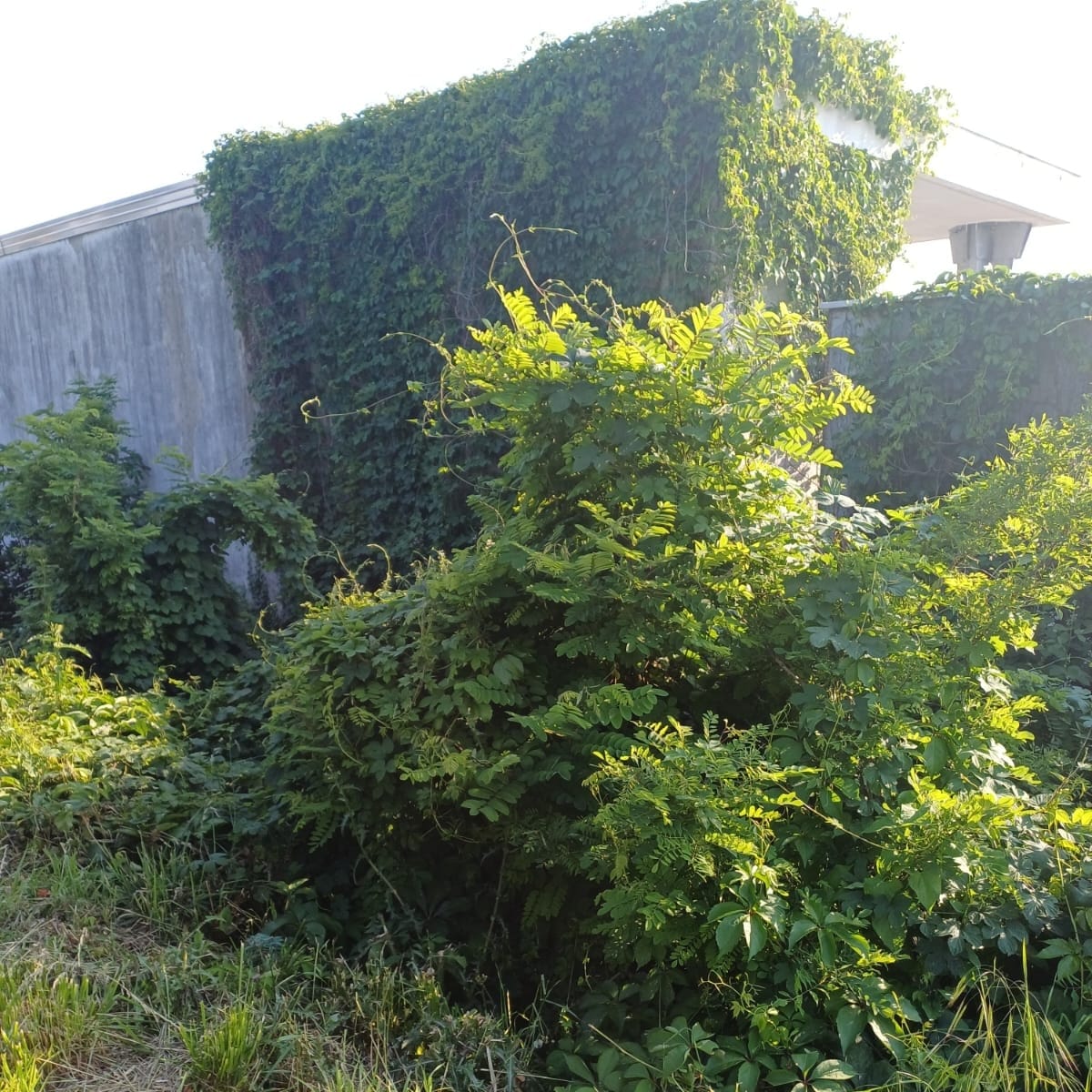 IMG-20250622-WA0022