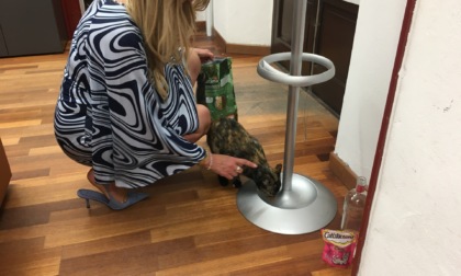 Gattina prende casa in Comune: "adottata" dal vicesindaco