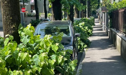 A Brugherio c'è una strada dove le auto... sono "divorate" dalle piante