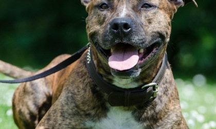 Cani "da salvare", via libera al patentino per i proprietari