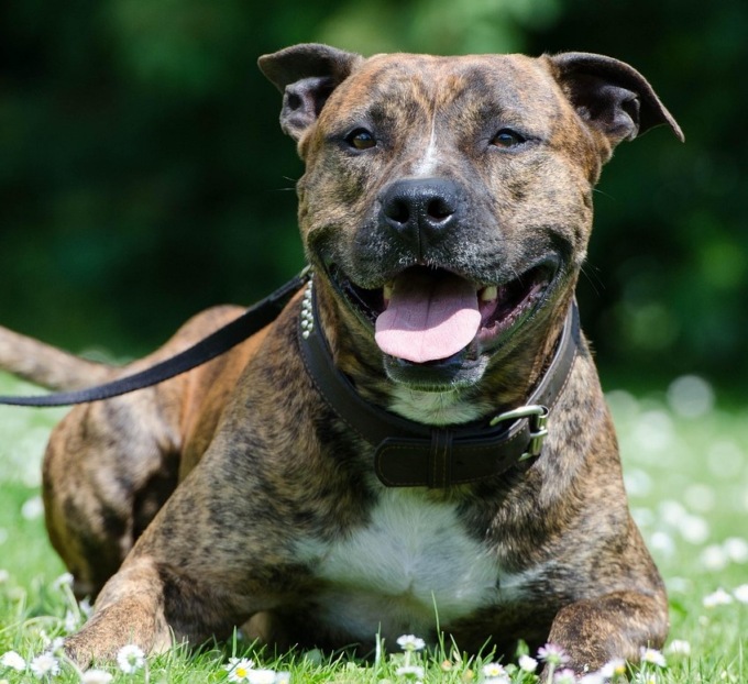 Cani “da salvare”, via libera al patentino per i proprietari