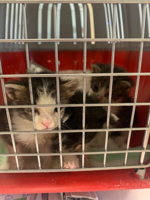 Gattini in difficoltà salvati dall’intervento della Polizia Locale