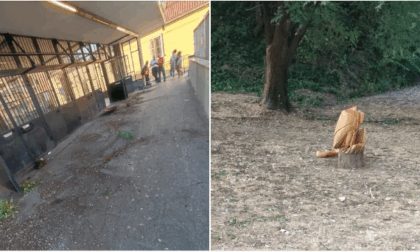 Airone decapitato un'altra volta: vandali rovesciano anche delle piante