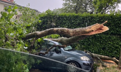 Pioggia e forte vento, crollano degli alberi: uno finisce su un'auto
