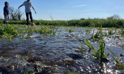 Un'eredità da mantenere: contributi in arrivo per le marcite nel Parco Agricolo Sud Milano