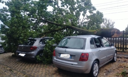 Alberi abbattuti dalla furia del vento a Cassina de' Pecchi e Bussero