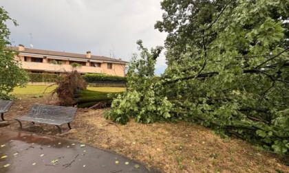 Il Comune chiude il parco dove è caduta una grossa quercia